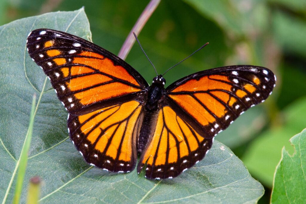 Papillon symbole : quelles significations secrètes cache cet insecte délicat ?