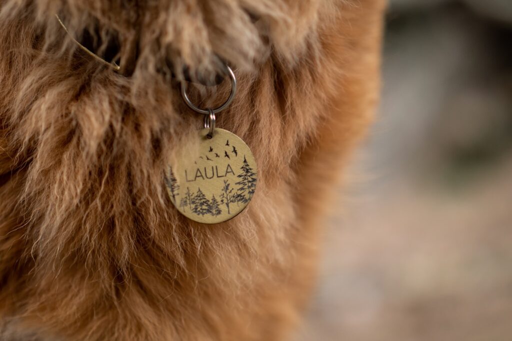 brown dog with necklace
