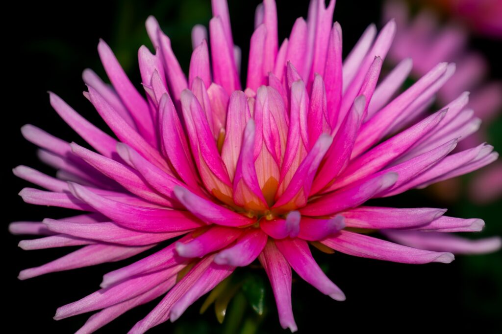 Stunning Pink Dahlia Close-Up: A Portrait of Nature's Beauty Dive into the vibrant world of Dahlias with this stunning close-up of a pink Dahlia flower. Captured in exquisite detail, this image showcases the intricate petals and rich coloration that make Dahlias a favorite among gardeners and flower enthusiasts. Perfect for adding a touch of nature's elegance to any space, this photograph highlights the timeless beauty and complex structure of one of the most beloved garden blooms.